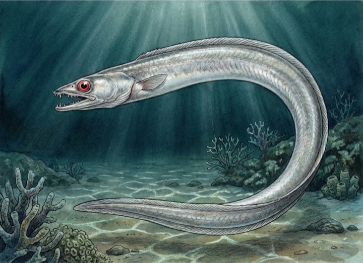 門鱔 Moray Eel 圖鑑插畫
