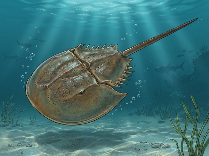 鱟 Chinese Horseshoe Crab 圖鑑插畫
